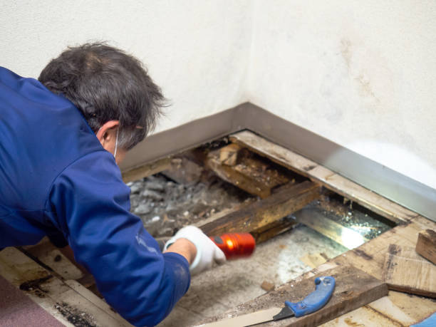 Best Black Mold Removal  in Arma, KS