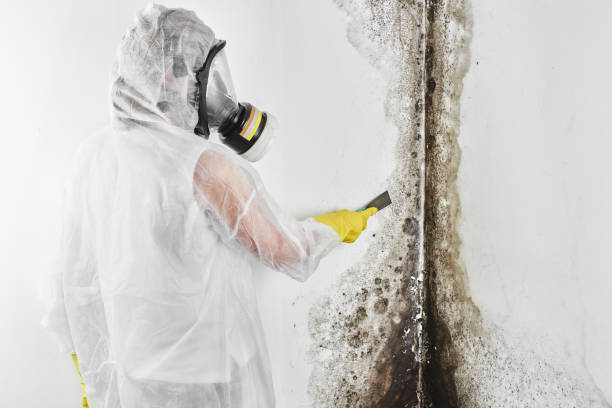 Trusted Arma, KS Mold Removal Experts