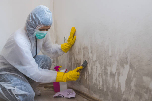 Best Mold Remediation  in Arma, KS