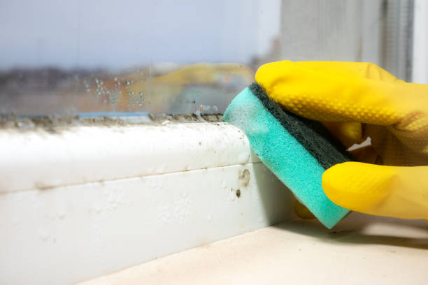 Best Mold Cleaning Services  in Arma, KS