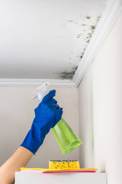 Best Affordable Mold Removal  in Arma, KS